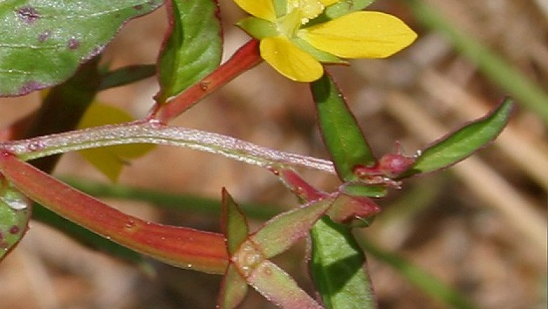 Cây Rau mương hoa nhỏ. Ludwigia perennis L. - Cây Thuốc Nam Quanh Ta